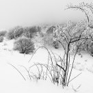 Winter light